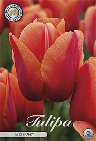 Tulp Darwin Miss Brandy x7 12/+ - Sam van Schooten