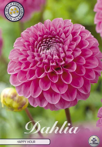 Dahlia Ball Happy Hour x1 l .
