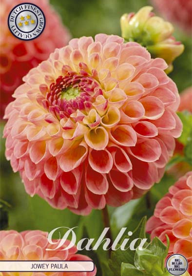 Dahlia Ball Jowey Paula x1 l .