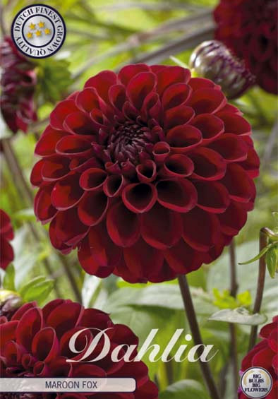 Dahlia Ball Maroon Fox x1 l .
