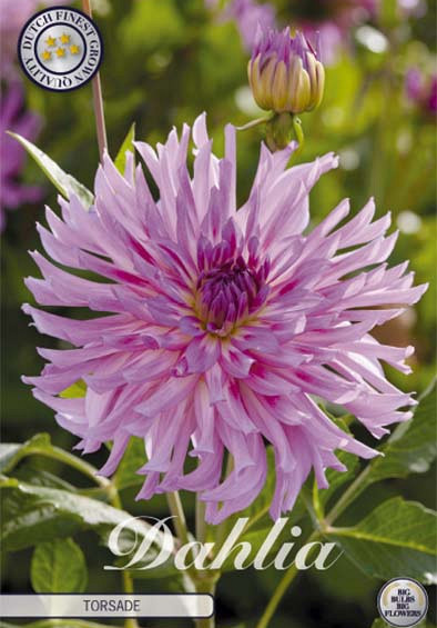 Dahlia Cactus Torsade x1 l .