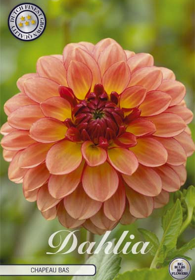 Dahlia ball Chapeau Bas x1 l .