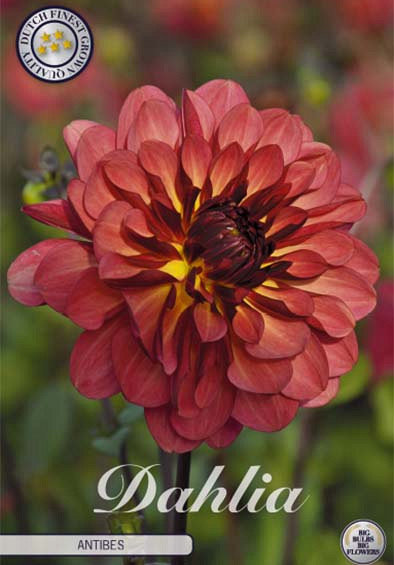 Dahlia Deco. Antibes x1 l .