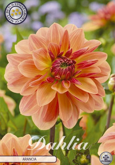 Dahlia Deco. Arancia x1 l .