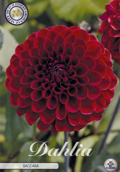 Dahlia Deco. Baccara x1 l .