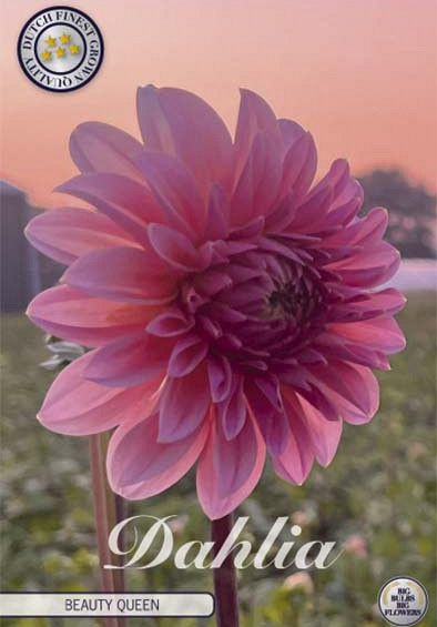 Dahlia Deco. Beauty Queen x1 l .