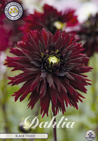 Dahlia Deco. Black Touch x1 l  .