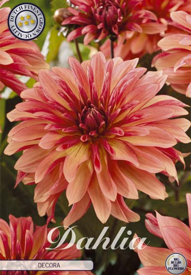 Dahlia Deco. Decora x1 l .