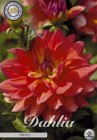 Dahlia Deco. Firepot x1 l .