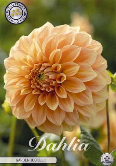 Dahlia Deco. Garden Jubilee x1 l .