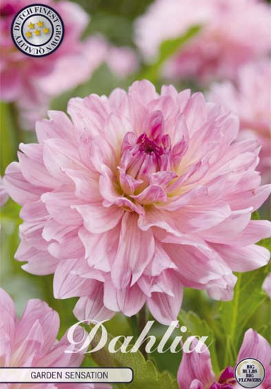 Dahlia Deco. Garden Sensation x1 l .