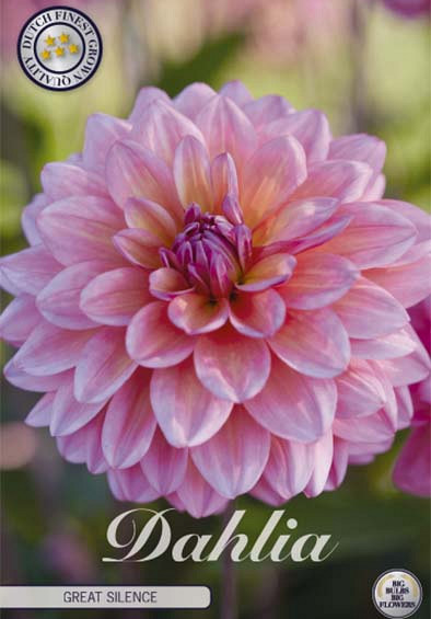 Dahlia Deco. Great Silence x1 l .