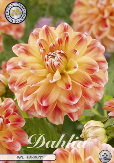 Dahlia Deco. Hapet Harmony x1 l .