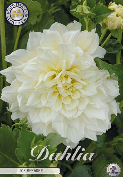Dahlia Deco. Ice Breaker x1 l .