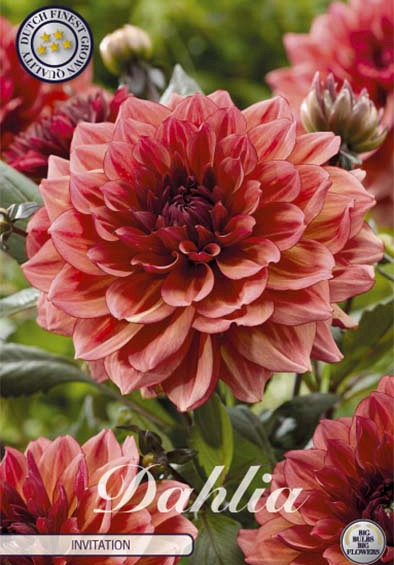 Dahlia Deco. Invitation x1 l .