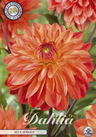 Dahlia Deco. Kees Verkade x1 l .