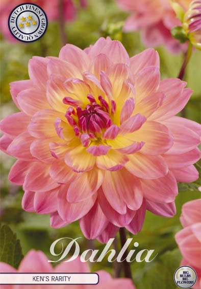 Dahlia Deco. Ken's Rarity x1 l .