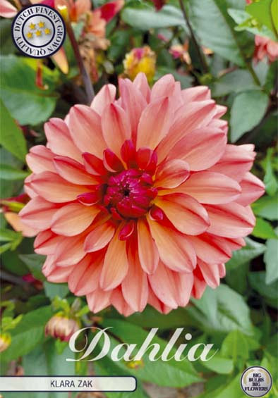 Dahlia Deco. Klara Zak x1 l .