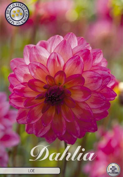 Dahlia Deco. Loe x1 l .