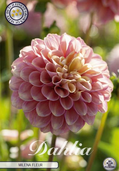 Dahlia Deco. Milena Fleur x1 l .