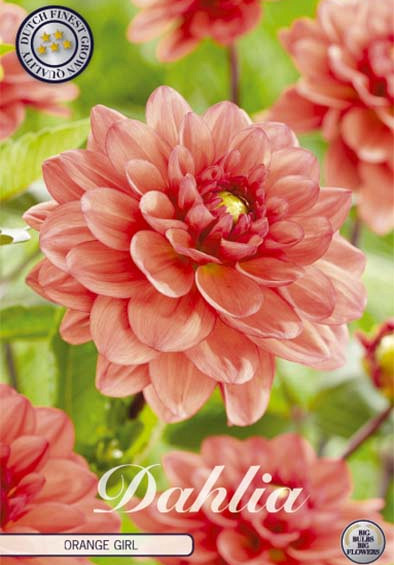 Dahlia Deco. Orange Girl x1 l .