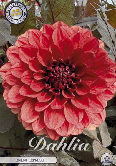 Dahlia Deco. Orient Express x1 l .