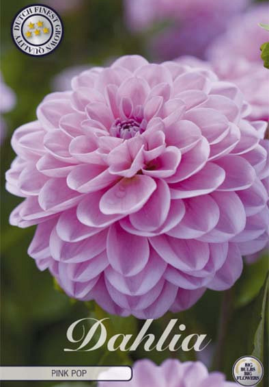 Dahlia Deco. Pink Pop x1 l .