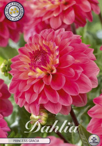 Dahlia Deco. Princess Gracia x1 l .
