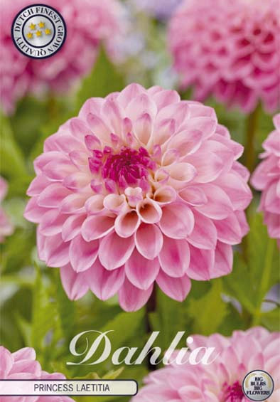 Dahlia Deco. Princess Laetitia .
