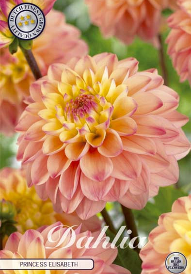 Dahlia Deco. Princesse Elisabeth x1 l .