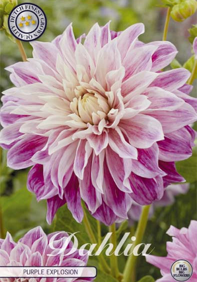 Dahlia Deco. Purple Explosion x1 l .