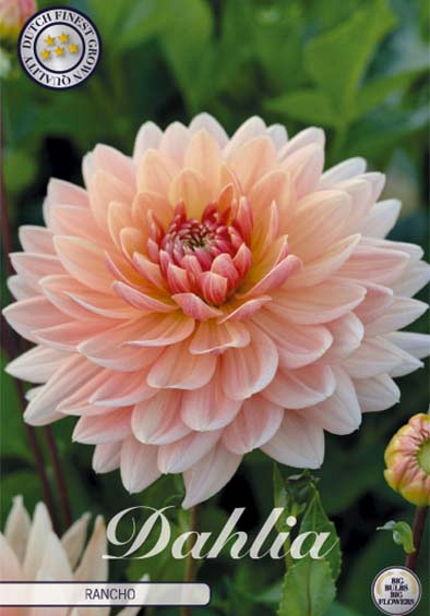 Dahlia Deco. Rancho x1 l .