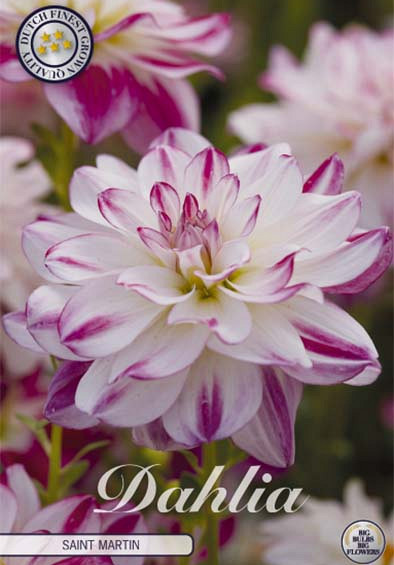 Dahlia Deco. Saint Martin x1 l .