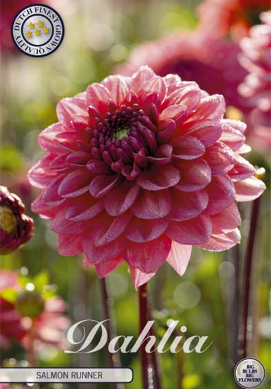 Dahlia Deco. Salmon Runner x1 l  .