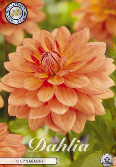 Dahlia Deco. Shep's Memory x1 l .