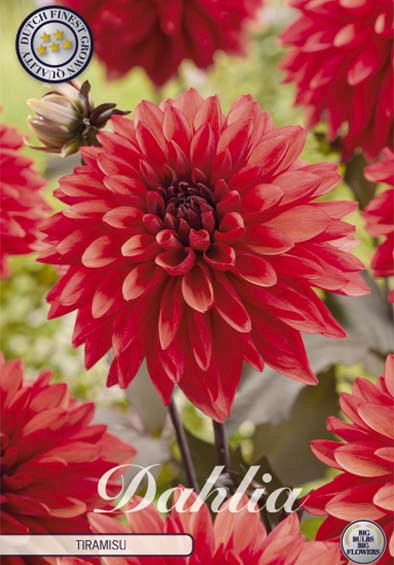 Dahlia Deco. Tiramisu x1 l .