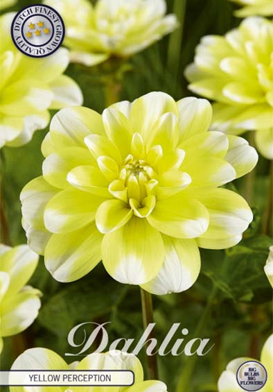 Dahlia Deco. Yellow Perception x1 l .