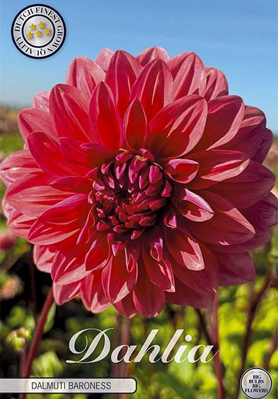 Dahlia Deco. Dalmuti Baroness x1 l .