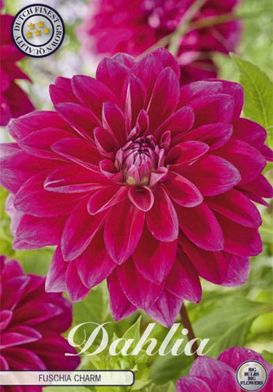 Dahlia pompon Fuschia Charm x1 l .