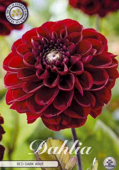 Dahlia Single Flowering Red Dark Wave x1 l .