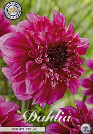 Dahlia Single Flowering Richards Fortune x1 l .