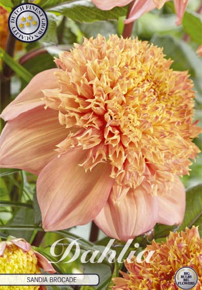 Dahlia Single Flowering Sandia Brocade x1 l .
