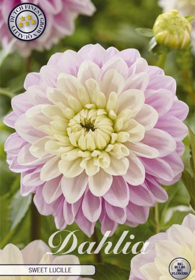 Dahlia Sweet Lucille x1 l .