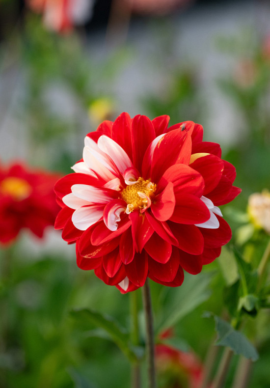 Olga's Light 2E GROOTTE