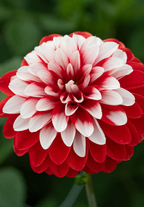 Olga's Light 2E GROOTTE