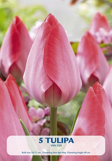 Tulipa Van Eijk x 5 10/11