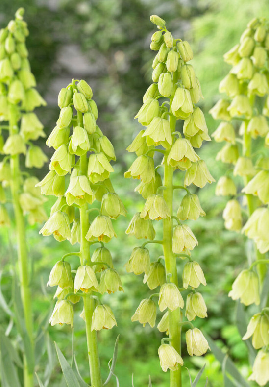 Persica Alba 24/+