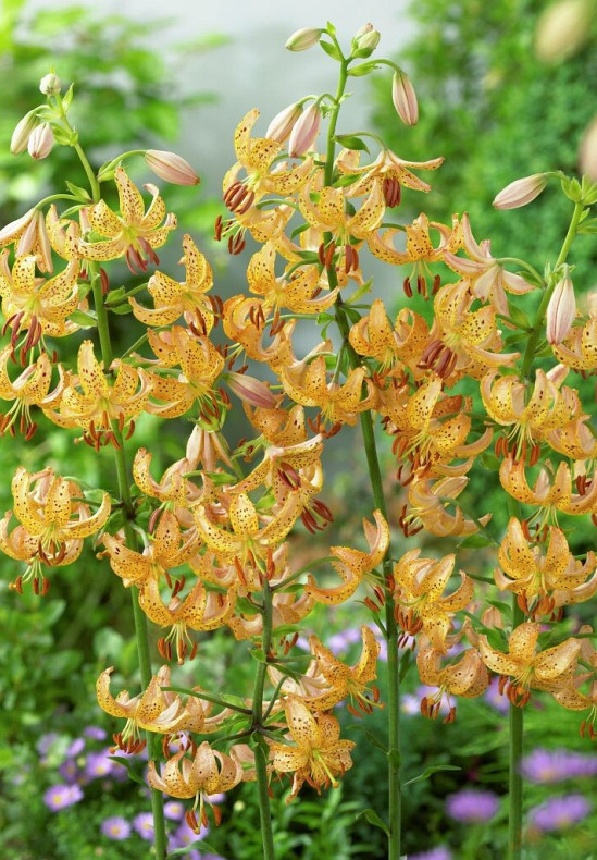 Martagon Guinea gold 18/20