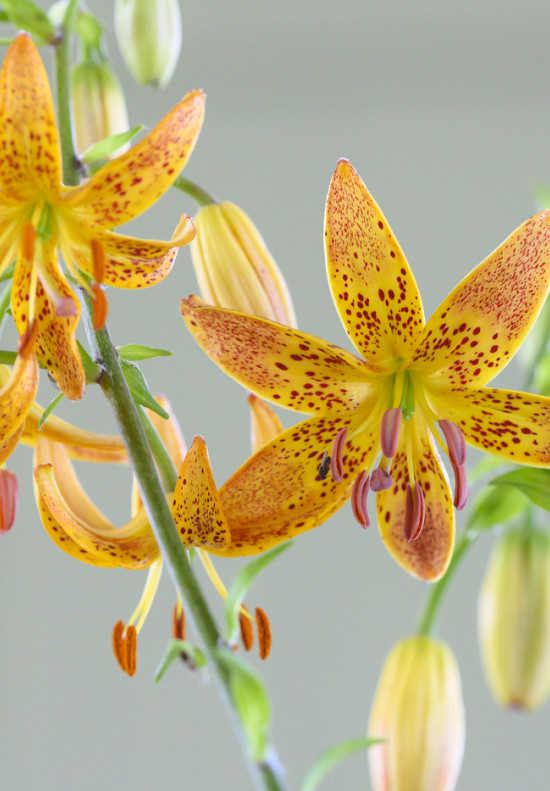 Martagon Guinea gold 18/20