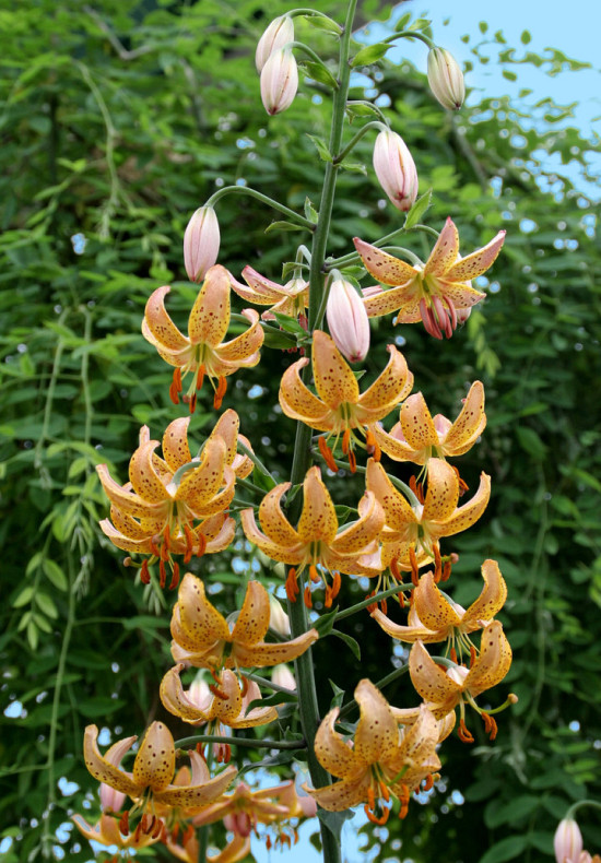 Martagon Guinea gold 18/20